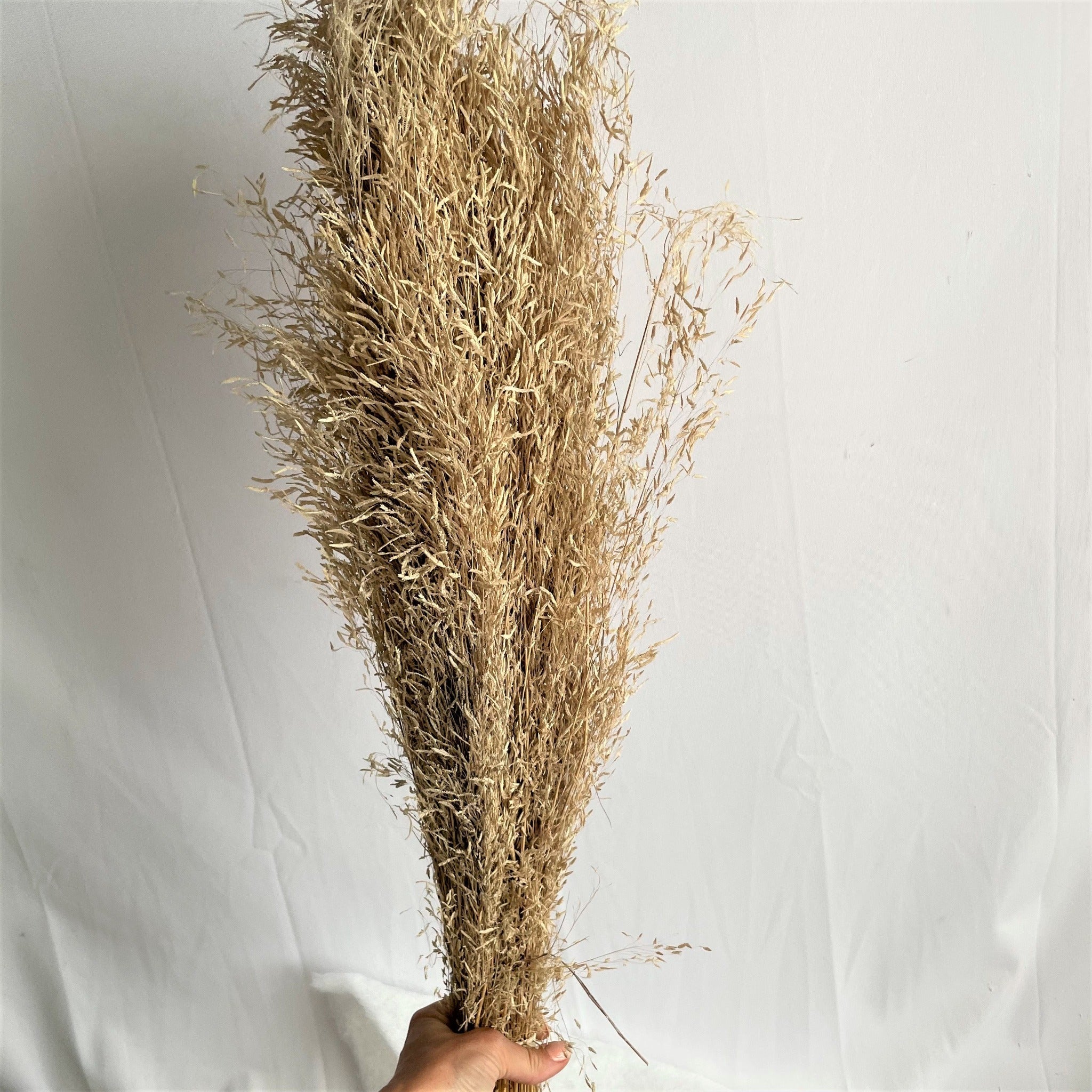 Avena secca white