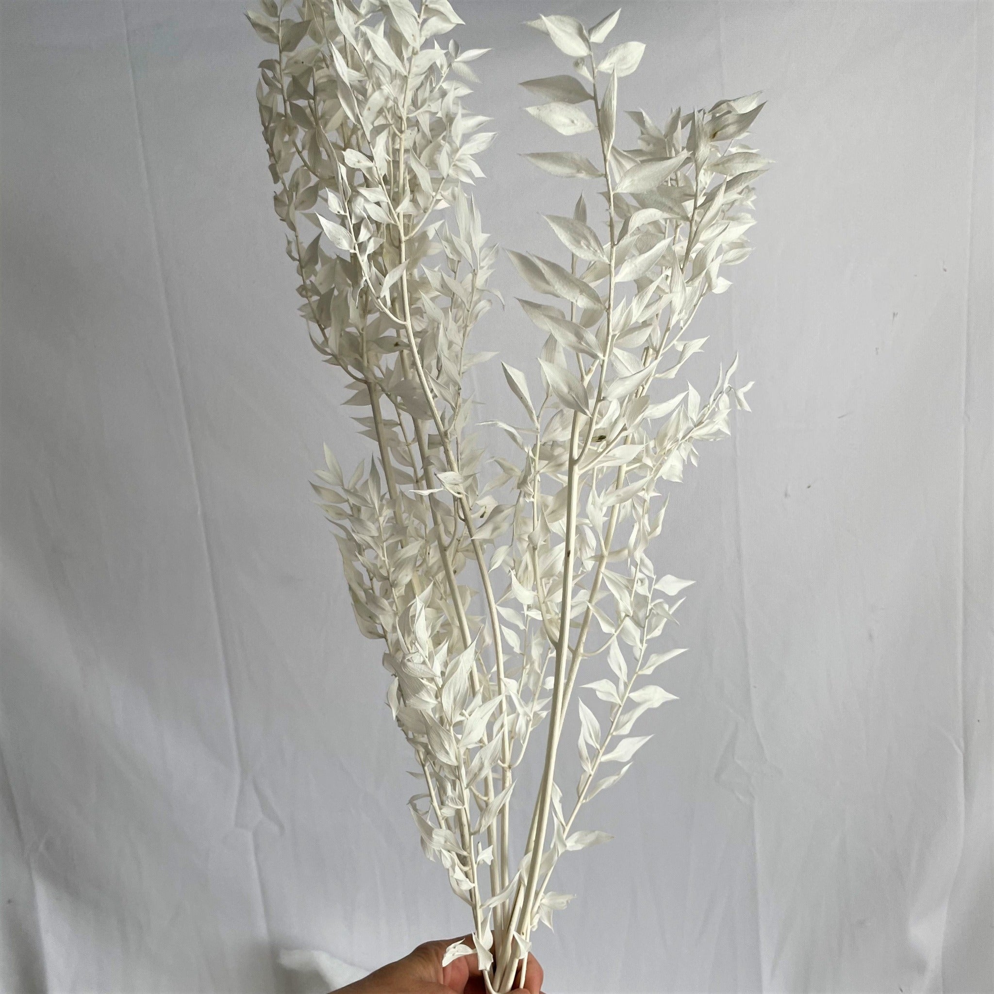 Ruscus secco white