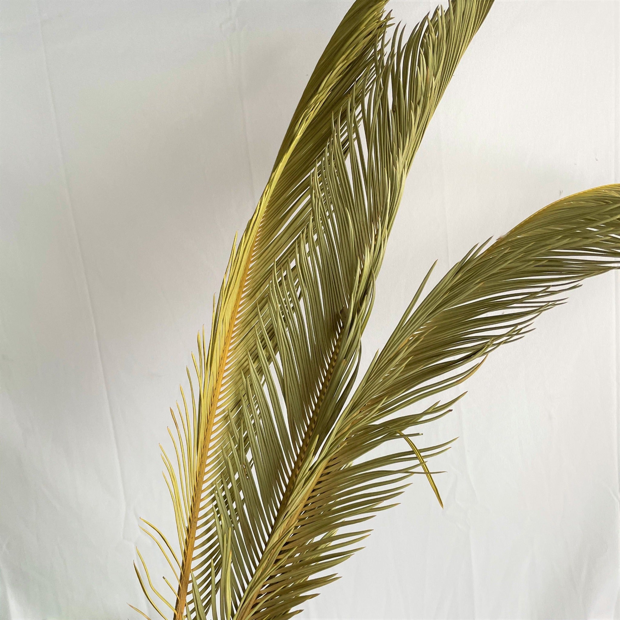 Cycas secca green