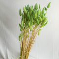Bunny tails green