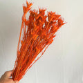Nigella secca orange