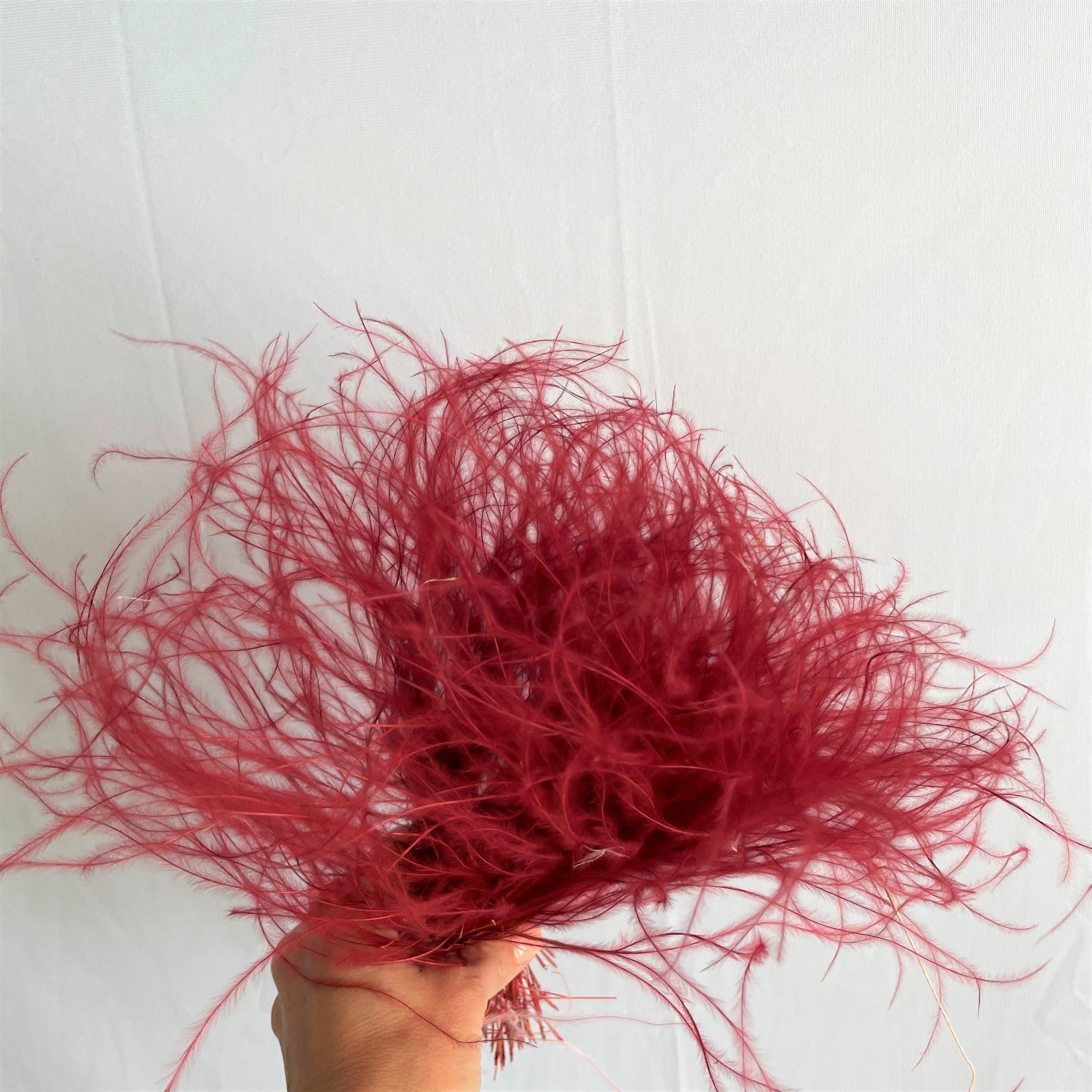 Stypia secca red