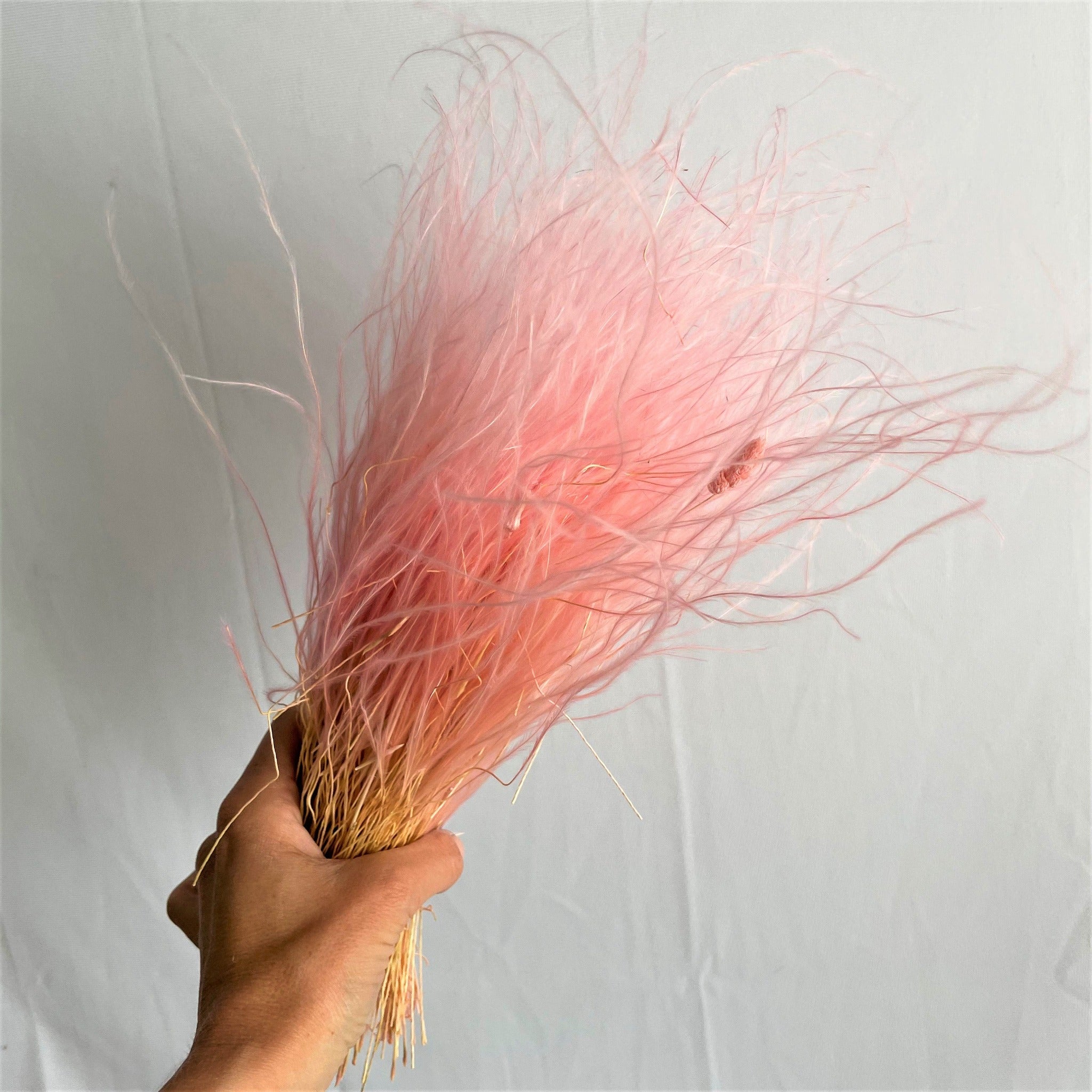 Stypia secca pink
